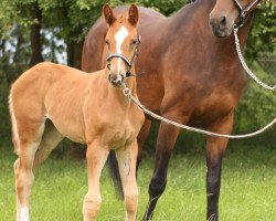 dressage horse Fohlen von Erdinger / Libertad (Oldenburg, 2020, from Erdinger)