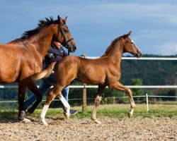 dressage horse Fohlen von De Niro Gold / Rousseau (Oldenburg, 2020, from De Niro Gold 3)