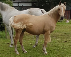 broodmare FS Celebration (German Riding Pony, 2006, from FS Champion de Luxe)