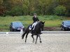 dressage horse Don Rovero (Hanoverian, 2007, from Don Frederico)