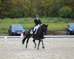 dressage horse Don Rovero (Hanoverian, 2007, from Don Frederico)