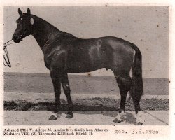 stallion Achmed (Noble Warmblood, 1980, from Adept 2602)