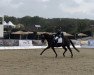 dressage horse Fürst Fritz K (Oldenburg, 2010, from Fürstenball)