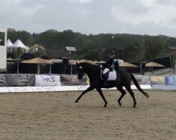 dressage horse Fürst Fritz K (Oldenburg, 2010, from Fürstenball)