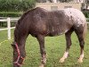 jumper Kantico (Irish Sport Horse, 2006)