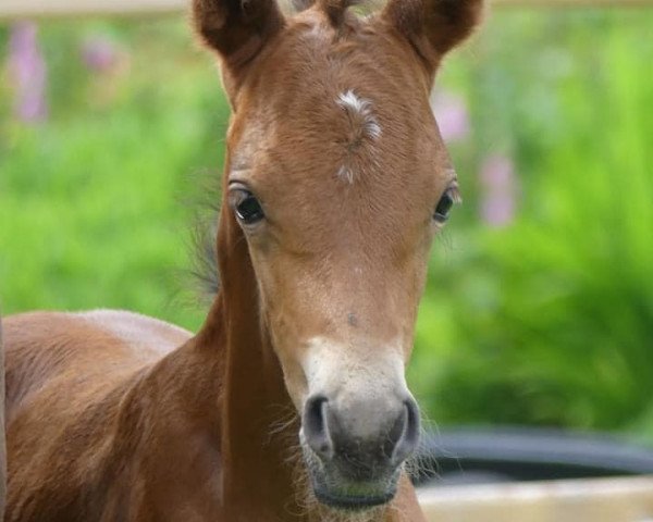 horse Blizzard's Ilunio Golden Boy van het Rozenbos (Belgian Riding Pony, 2020, from Brillant's Golden Boy)