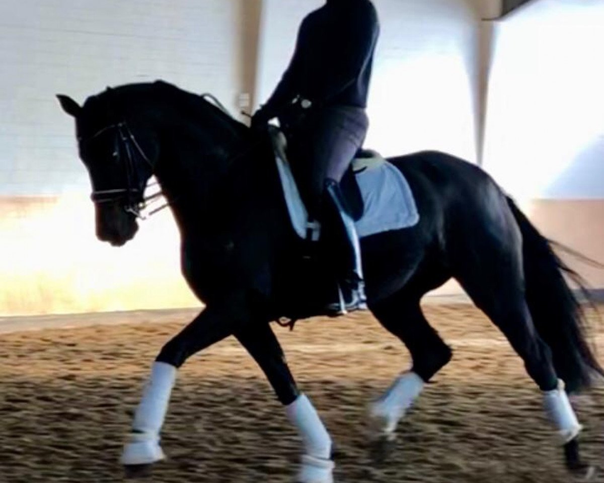 dressage horse Donna Elena 4 (Westphalian, 2013, from De Niro)