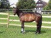 broodmare Elfe La Eleganza (Bavarian, 2005, from Cosinus B)