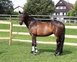 broodmare Elfe La Eleganza (Bavarian, 2005, from Cosinus B)