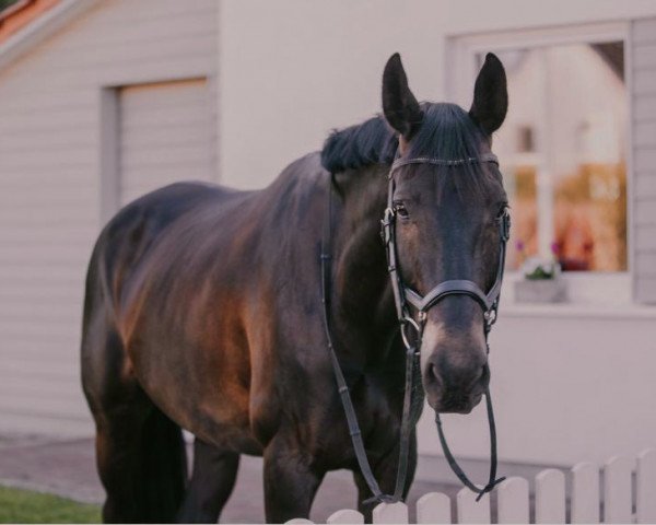 Springpferd Le Coeur G (Deutsches Reitpferd, 2012, von Levantino H)