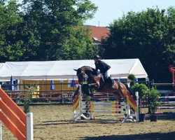 jumper Saltato (Württemberger, 2011, from Straviaty)