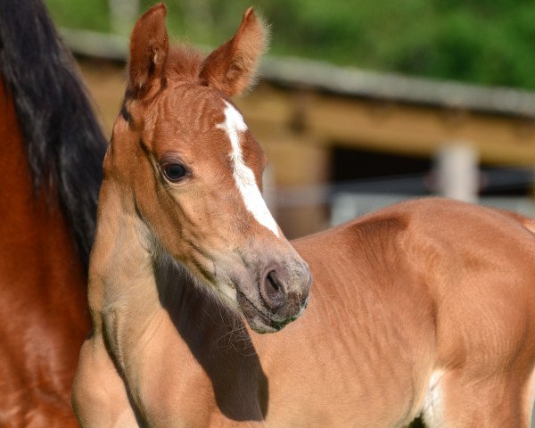 Pferd Bom's Explosion van het Rozenbos (Belgisches Reitpony, 2020, von Kaptain America Du Clique-Cy)