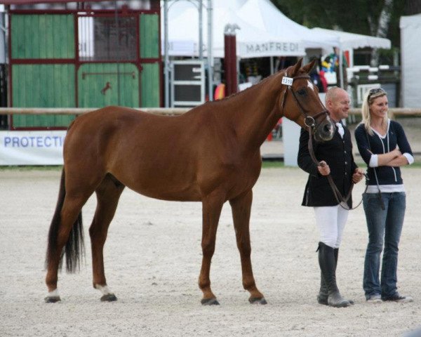 Springpferd Tom Tom du Chene (Selle Français, 2007, von Fergar Mail)