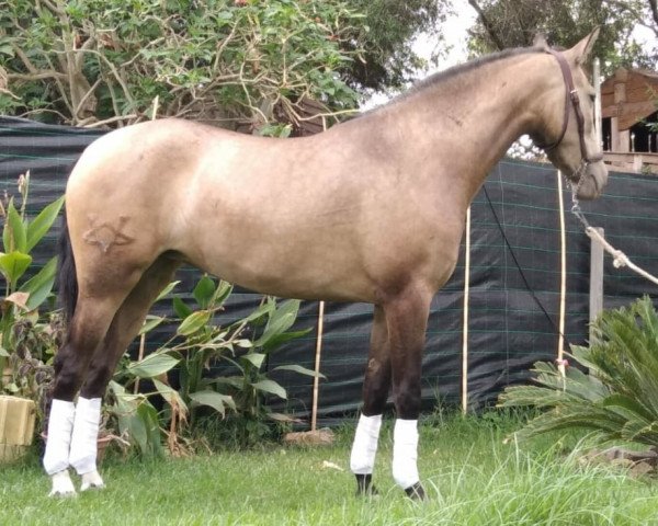horse IZAR VIII (Pura Raza Espanola (PRE), 2017)