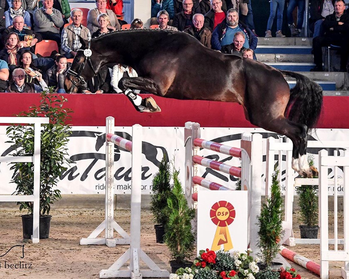 stallion Diamant de Heraldik (Westphalian, 2016, from Diamant de Semilly)
