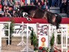 stallion Diamant de Heraldik (Westphalian, 2016, from Diamant de Semilly)