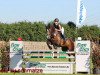 jumper Bucephalas B (German Sport Horse, 2005, from Balou du Rouet)