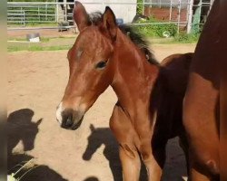 dressage horse Te Quiero Diamond (Oldenburg, 2019, from Total Spezial)