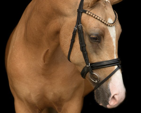 stallion Nashville JF (Westphalian, 2015, from Fs Numero Uno)