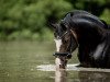 stallion Dellington JF (German Riding Pony, 2014, from Del Estero NRW)