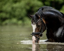 dressage horse Dellington JF (Deutsches Reitpony, 2014, from Del Estero NRW)