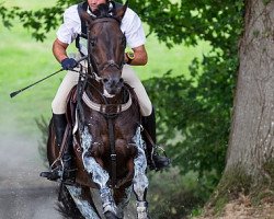 stallion Prince Philae AA (Anglo-Arabs, 2003, from Hand in Glove xx)