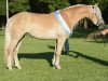 broodmare Highlight (5,86% ox) (Edelbluthaflinger, 2009, from Alibaba)