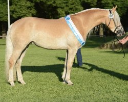 broodmare Highlight (5,86% ox) (Edelbluthaflinger, 2009, from Alibaba)