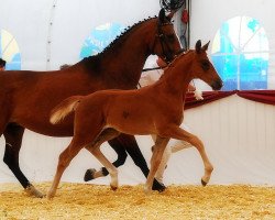 dressage horse Rubin Rose (German Sport Horse, 2015, from Ricardo Star)