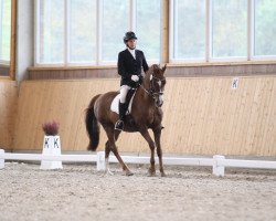 dressage horse Dupre 4 (German Riding Pony, 2007, from Do it Again)