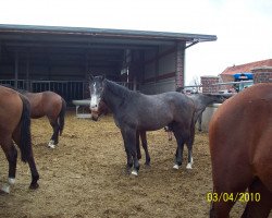 Pferd H. v. Cornado (Westfale, 2008, von Cornado NRW)