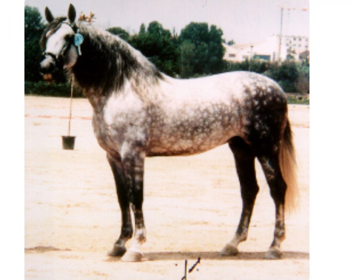 stallion Lucero VIII (Pura Raza Espanola (PRE),  , from Orfebre)