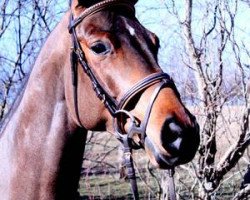 jumper Melodie 331 (German Sport Horse, 2006, from Lichtblick TSF)