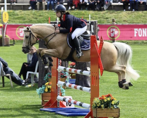 stallion Bacara de Grossetiere (French Pony, 2011, from Salam du Roc)