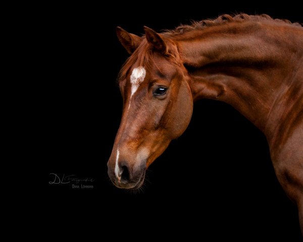 dressage horse Bon de La Choix Sf (Oldenburg, 2016, from Bon Coeur)