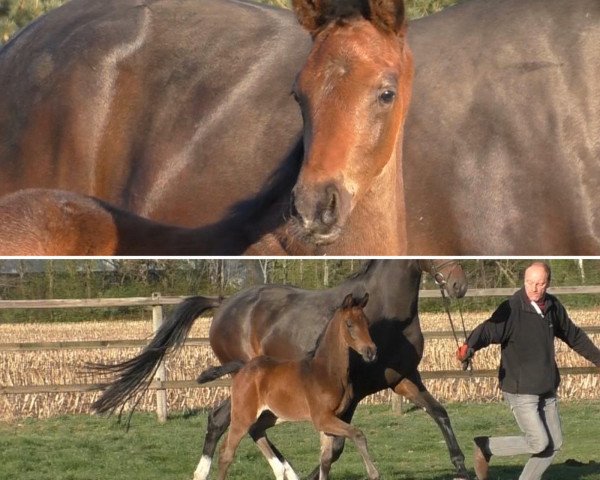 dressage horse Laccarino (Oldenburg, 2020, from Le Formidable)