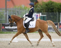 dressage horse Don Juan 196 (German Riding Pony, 2008, from Dornik's Donovan)