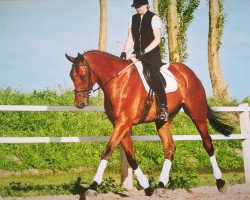 horse Prinz Pablo 8 (Hanoverian, 2001, from Prince Thatch xx)