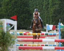 jumper Carovin Royal (German Riding Pony, 2012, from Casino Royale K WE)