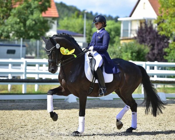 stallion Santo Dottore OLD (Oldenburg, 2011, from Sir Donnerhall I)