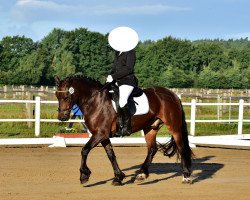 dressage horse Kadi Beatle (Welsh-Cob (Sek. D), 2003, from Kadi Beatlejuice)