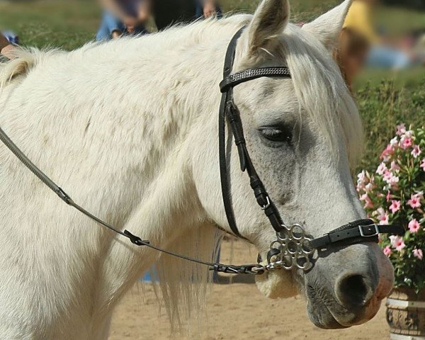 Pferd Dan 13 (Deutsches Reitpony, 1994, von Dagon 1972 ox)