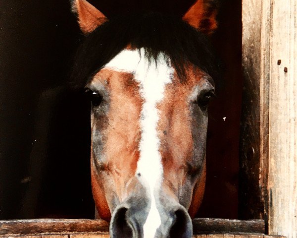 stallion Cyros (German Riding Pony, 1985, from Conar)