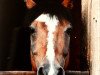 stallion Cyros (German Riding Pony, 1985, from Conar)
