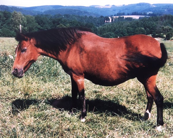 Zuchtstute Natascha (New-Forest-Pony, 1970, von Arthur Again)