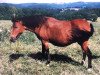 Zuchtstute Natascha (New-Forest-Pony, 1970, von Arthur Again)