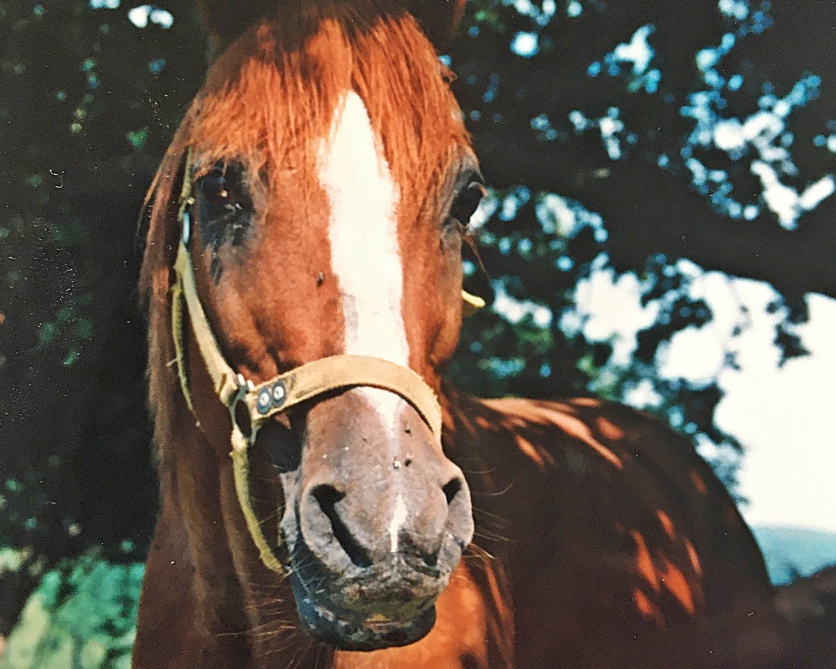 stallion Dagon 1972 ox (Arabian purebred, 1972, from Magnet 1951 ox)