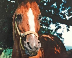 Deckhengst Dagon 1972 ox (Vollblutaraber, 1972, von Magnet 1951 ox)