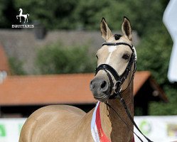 dressage horse Golden Princess (Deutsches Reitpony, 2014, from Golden Challenge)