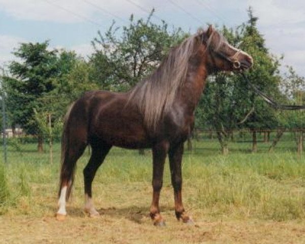 Pferd Or-y-Sham (Welsh Pony (Sek.B), 1991, von Mac Orion)